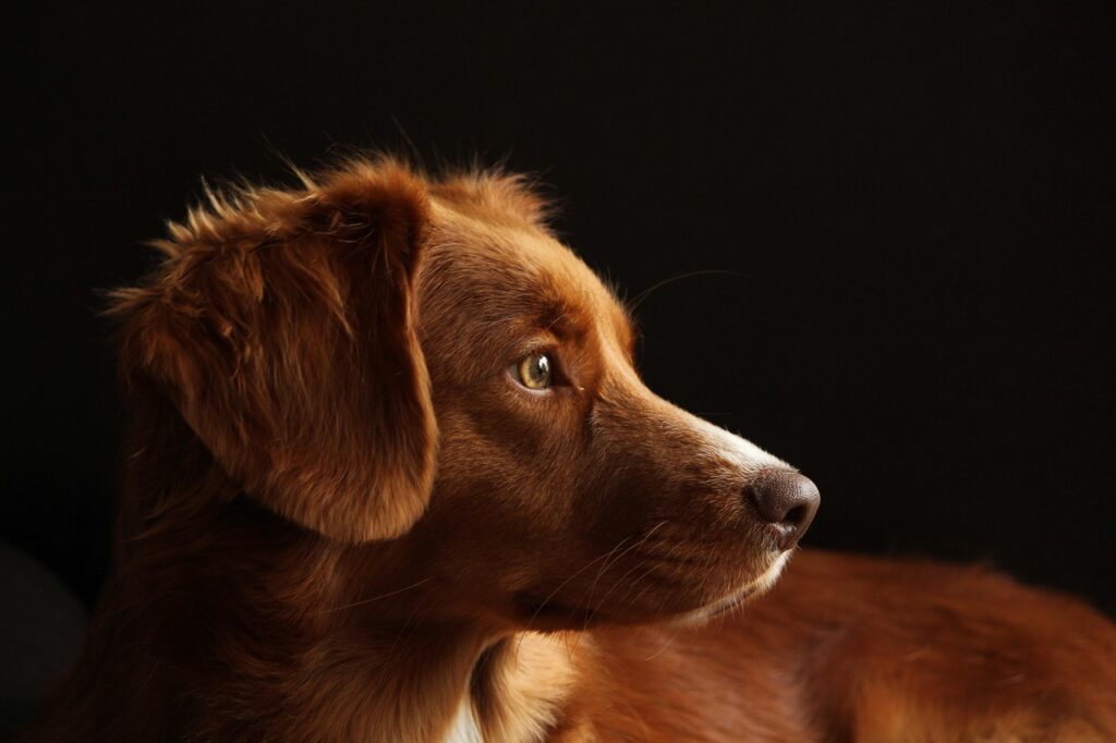 eduquer un chien