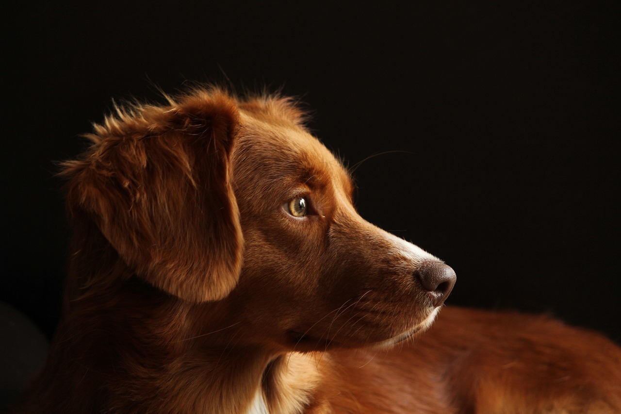 eduquer un chien